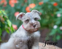 Fraser, a male Miniature Schnauzer for sale in Abbeville, SC – 5 of 9