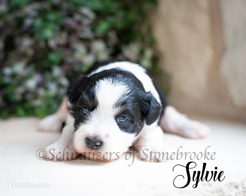 Sylvie – Miniature Schnauzer puppy for sale in Abbeville, SC