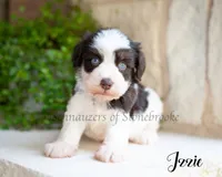 AKC , a female Miniature Schnauzer for sale in Abbeville, SC – 1 of 1