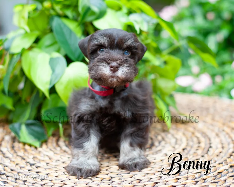Benny – Miniature Schnauzer puppy for sale in Abbeville, SC