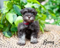 Benny, a female Miniature Schnauzer for sale in Abbeville, SC – 1 of 2