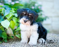 Walter, a male Miniature Schnauzer for sale in Abbeville, SC – 2 of 4