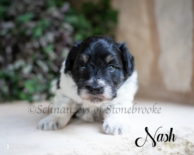 Nash – Miniature Schnauzer puppy for sale in Abbeville, SC