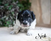 Nash, a male Miniature Schnauzer for sale in Abbeville, SC – 1 of 1