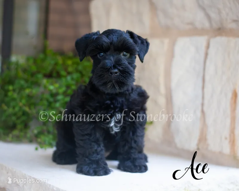 AKC Ace – Miniature Schnauzer puppy for sale in Abbeville, SC