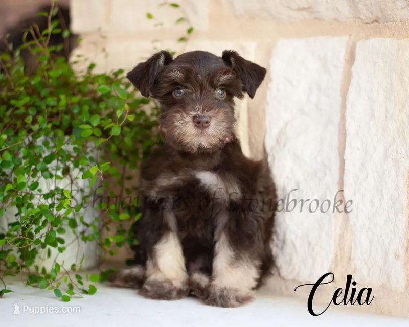 AKC Celia – Miniature Schnauzer puppy for sale in Abbeville, SC