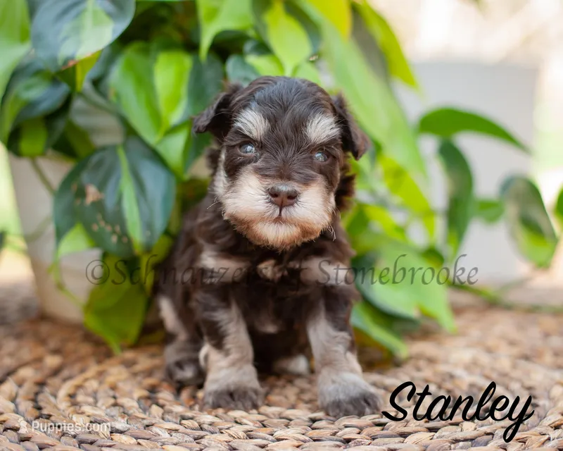 AKC Stanley – Miniature Schnauzer puppy for sale in Abbeville, SC