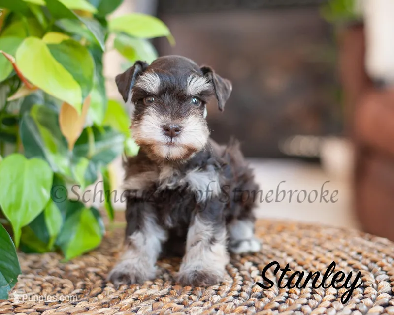 AKC Stanley – Miniature Schnauzer puppy for sale in Abbeville, SC