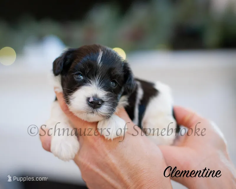 AKC Clementine – Miniature Schnauzer puppy for sale in Abbeville, SC