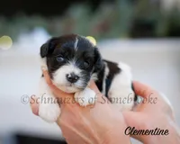 AKC Clementine, a female Miniature Schnauzer for sale in Abbeville, SC – Photo 3 of 3