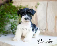 AKC Clementine, a female Miniature Schnauzer for sale in Abbeville, SC – Photo 1 of 3