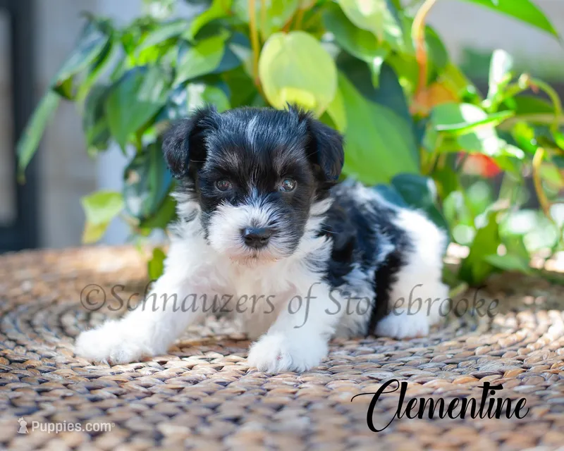 AKC Clementine – Miniature Schnauzer puppy for sale in Abbeville, SC