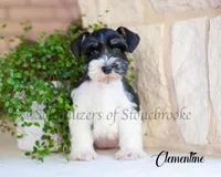 AKC Clementine, a female Miniature Schnauzer for sale in Abbeville, SC – Photo 1 of 4