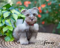 Fraser, a male Miniature Schnauzer for sale in Abbeville, SC – 6 of 9