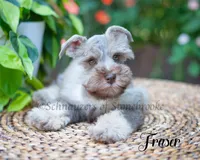 Fraser, a male Miniature Schnauzer for sale in Abbeville, SC – 1 of 9
