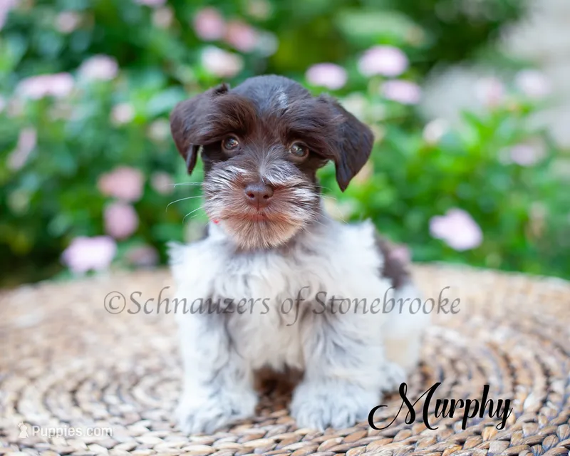 Murphy – Miniature Schnauzer puppy for sale in Abbeville, SC