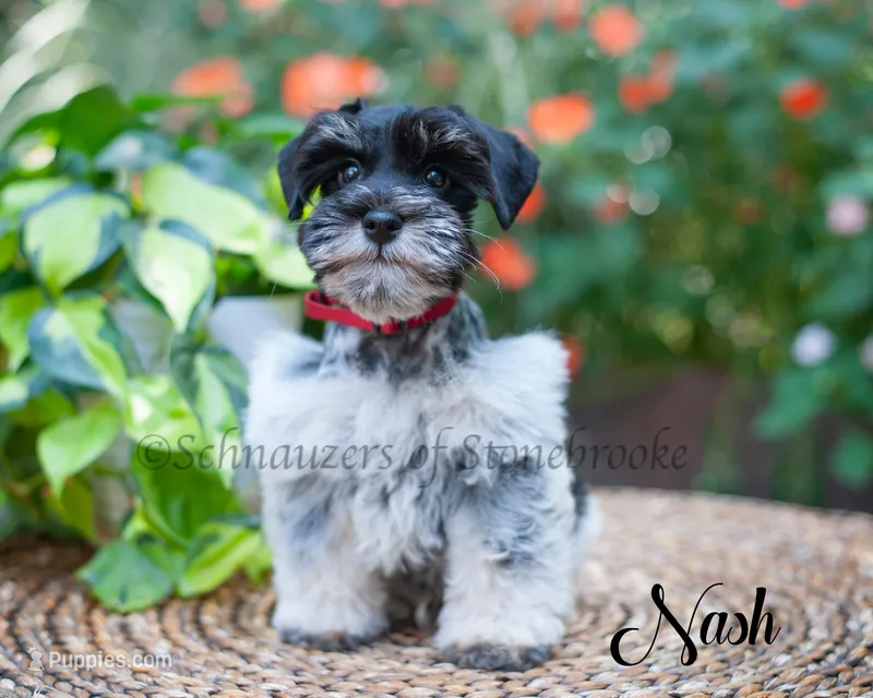 Nash – Miniature Schnauzer puppy for sale in Abbeville, SC