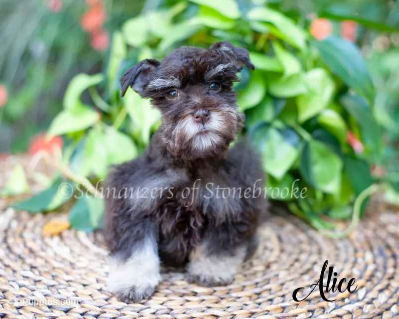 Alice – Miniature Schnauzer puppy for sale in Abbeville, SC