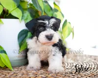 Sylvie, a female Miniature Schnauzer for sale in Abbeville, SC – 3 of 4