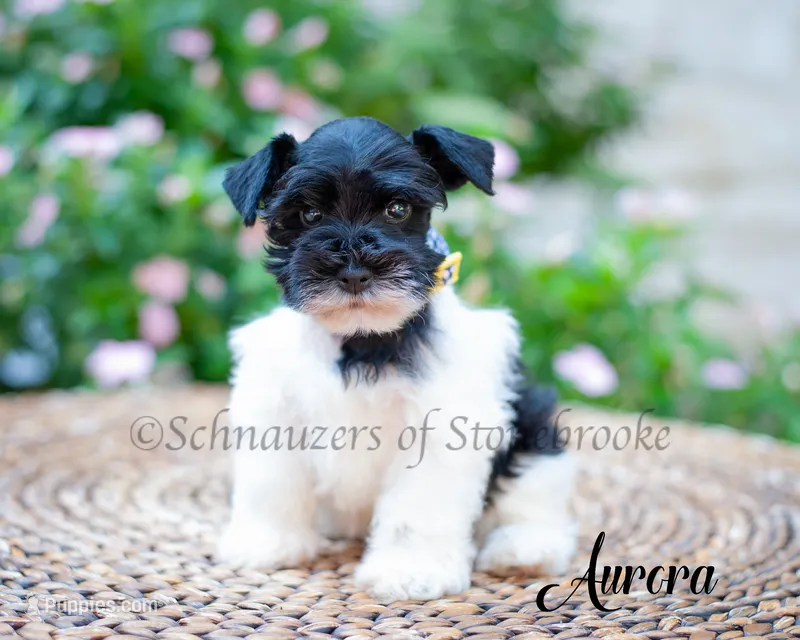 Aurora – Miniature Schnauzer puppy for sale in Abbeville, SC