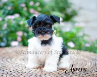 Aurora, a female Miniature Schnauzer for sale in Abbeville, SC – 2 of 4