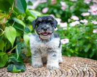 Nash, a male Miniature Schnauzer for sale in Abbeville, SC – 4 of 5
