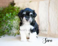 AKC Sara, a female Miniature Schnauzer for sale in Abbeville, SC – Photo 2 of 3