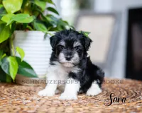 AKC Sara, a female Miniature Schnauzer for sale in Abbeville, SC – Photo 3 of 3