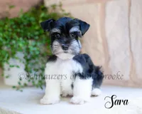 AKC Sara, a female Miniature Schnauzer for sale in Abbeville, SC – Photo 1 of 3