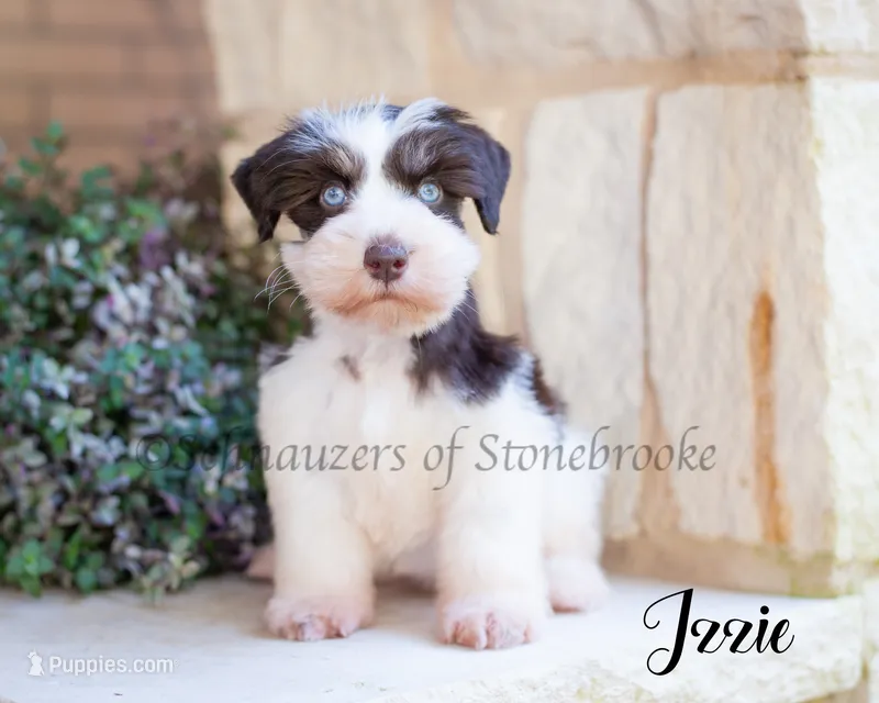 AKC  – Miniature Schnauzer puppy for sale in Abbeville, SC