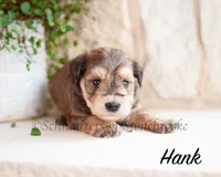AKC Hank, a male Miniature Schnauzer for sale in Abbeville, SC – Photo 2 of 3