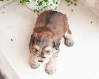 AKC Hank, a male Miniature Schnauzer for sale in Abbeville, SC – Photo 3 of 3