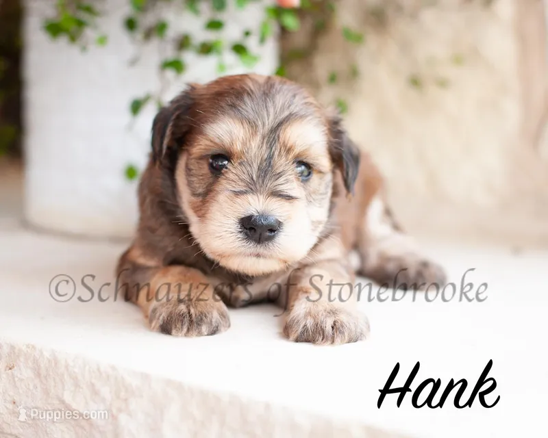AKC Hank – Miniature Schnauzer puppy for sale in Abbeville, SC