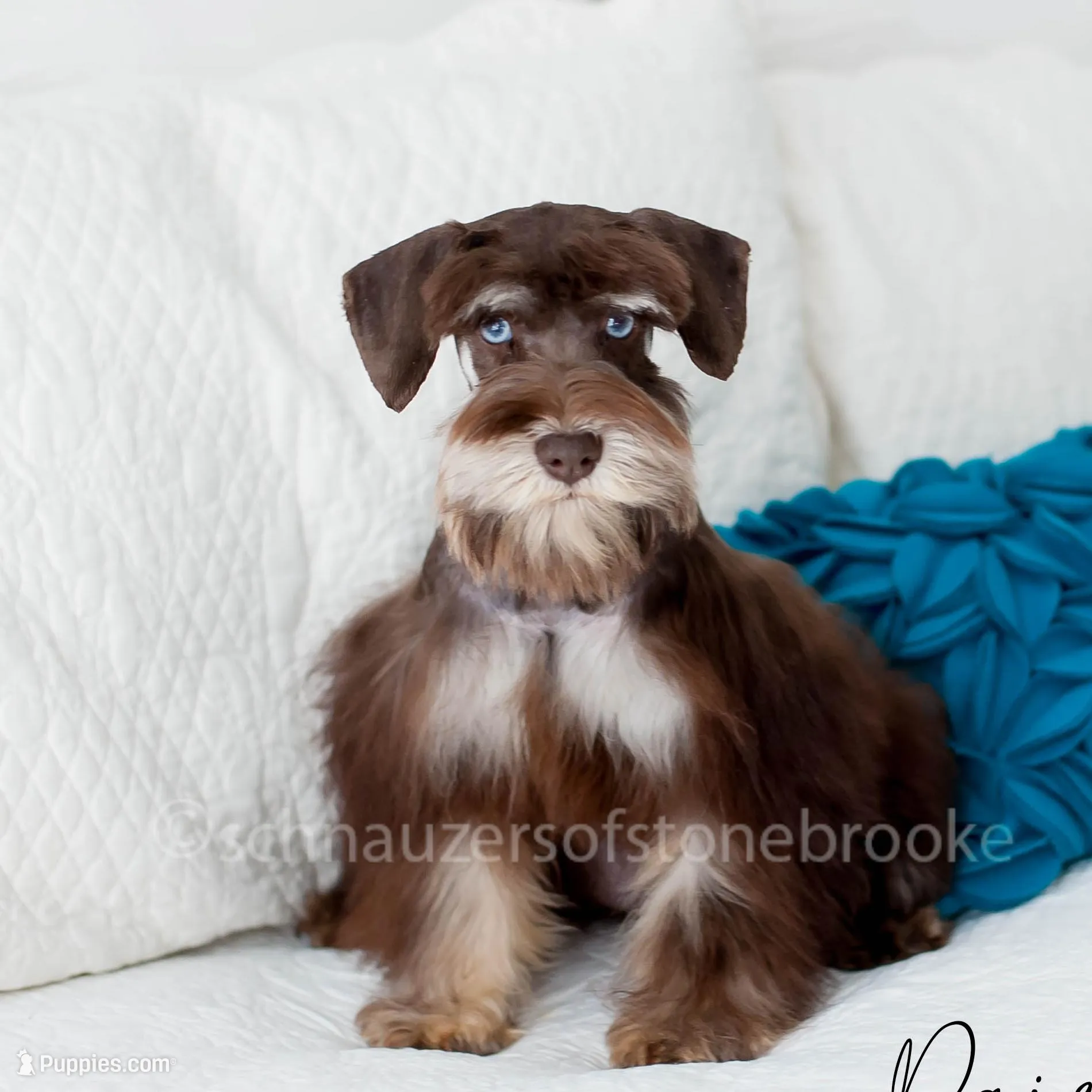 AKC Blossom, a female Miniature Schnauzer for sale in Abbeville, SC – Photo 2 of 4