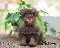 AKC Blossom, a female Miniature Schnauzer for sale in Abbeville, SC – Photo 1 of 4