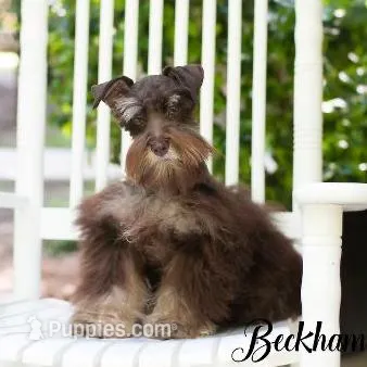 AKC Blossom, a female Miniature Schnauzer for sale in Abbeville, SC – Photo 4 of 4