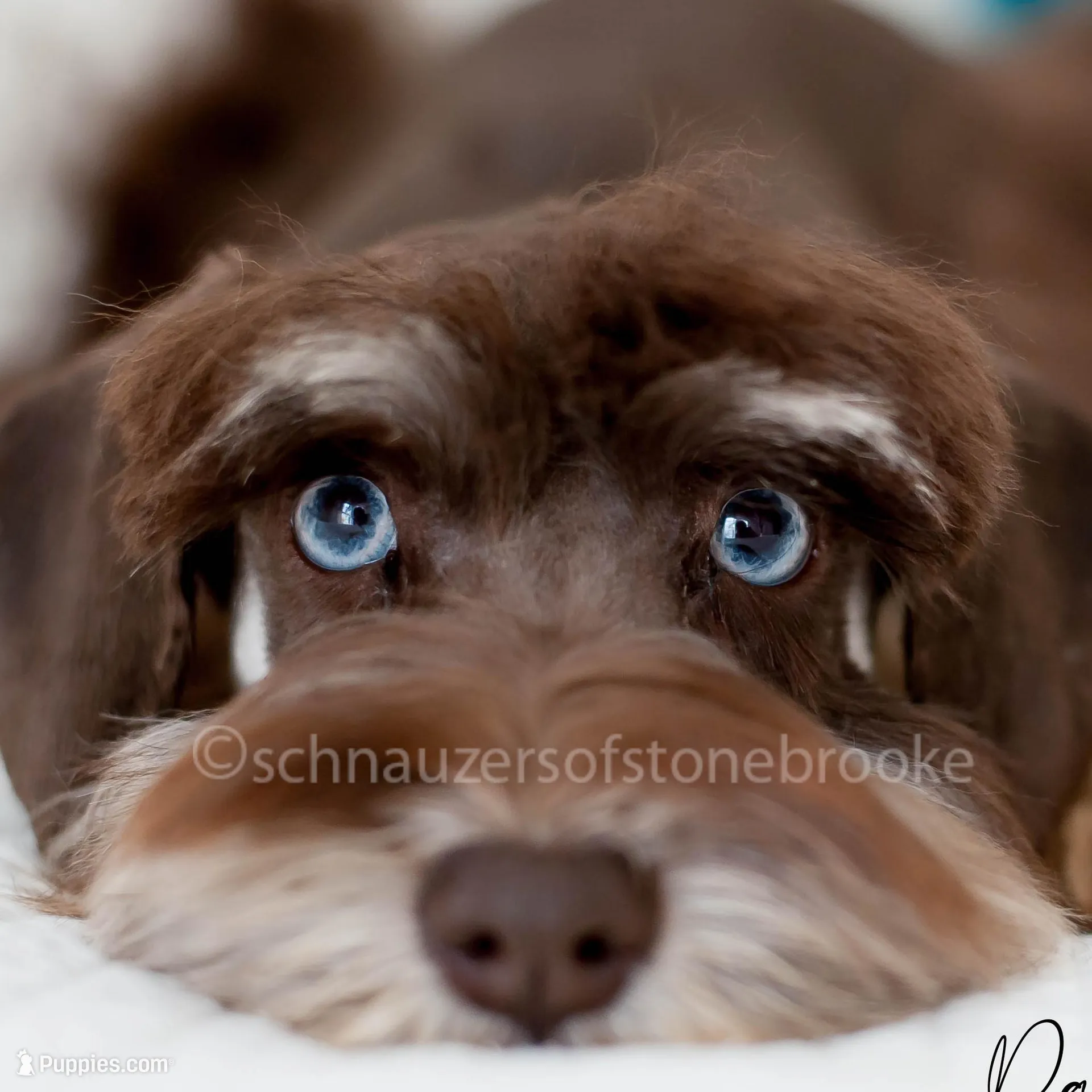 AKC Blossom, a female Miniature Schnauzer for sale in Abbeville, SC – Photo 3 of 4