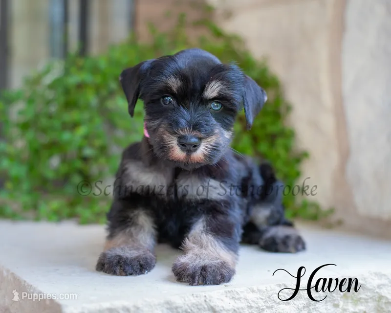 Haven – Miniature Schnauzer puppy for sale in Abbeville, SC