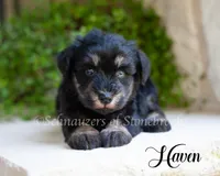 Haven, a female Miniature Schnauzer for sale in Abbeville, SC – 2 of 2