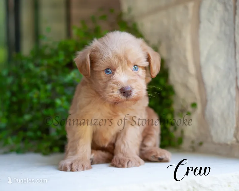 AKC Crew – Miniature Schnauzer puppy for sale in Abbeville, SC