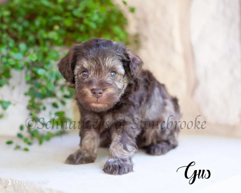 AKC Gus – Miniature Schnauzer puppy for sale in Abbeville, SC