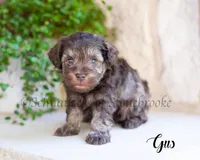 AKC Gus, a male Miniature Schnauzer for sale in Abbeville, SC – Photo 1 of 2