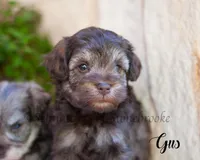 AKC Gus, a male Miniature Schnauzer for sale in Abbeville, SC – Photo 2 of 2
