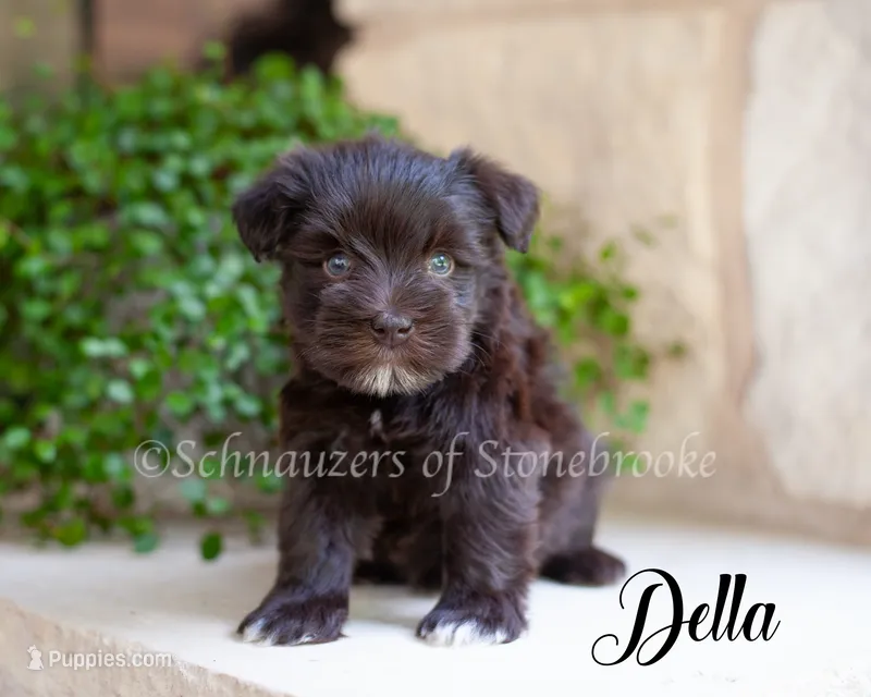 AKC Della – Miniature Schnauzer puppy for sale in Abbeville, SC