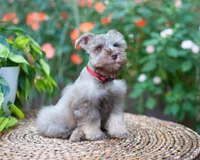 Fraser, a male Miniature Schnauzer for sale in Abbeville, SC – 8 of 9