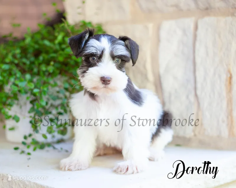 AKC Dorothy – Miniature Schnauzer puppy for sale in Abbeville, SC