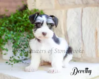 AKC Dorothy, a female Miniature Schnauzer for sale in Abbeville, SC – 1 of 2