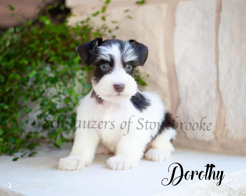 AKC Dorothy – Miniature Schnauzer puppy for sale in Abbeville, SC