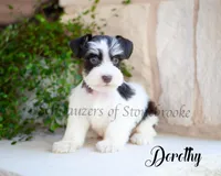 AKC Dorothy, a female Miniature Schnauzer for sale in Abbeville, SC – 2 of 2