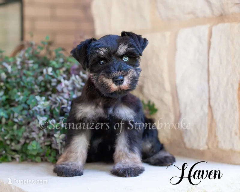 Haven – Miniature Schnauzer puppy for sale in Abbeville, SC